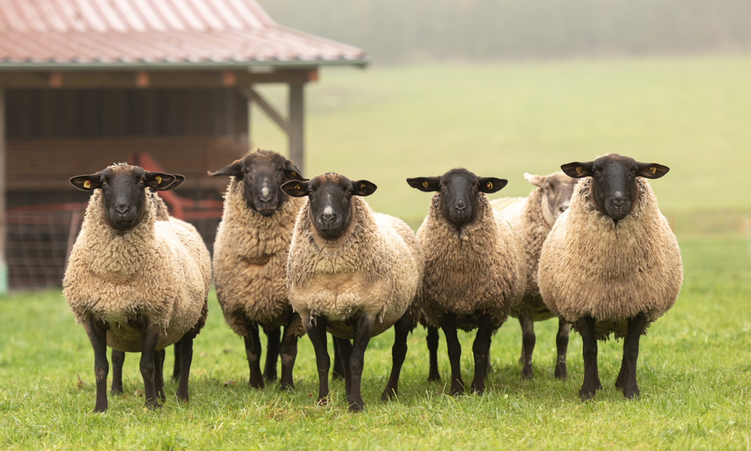 A group of sheep looking at the camera.